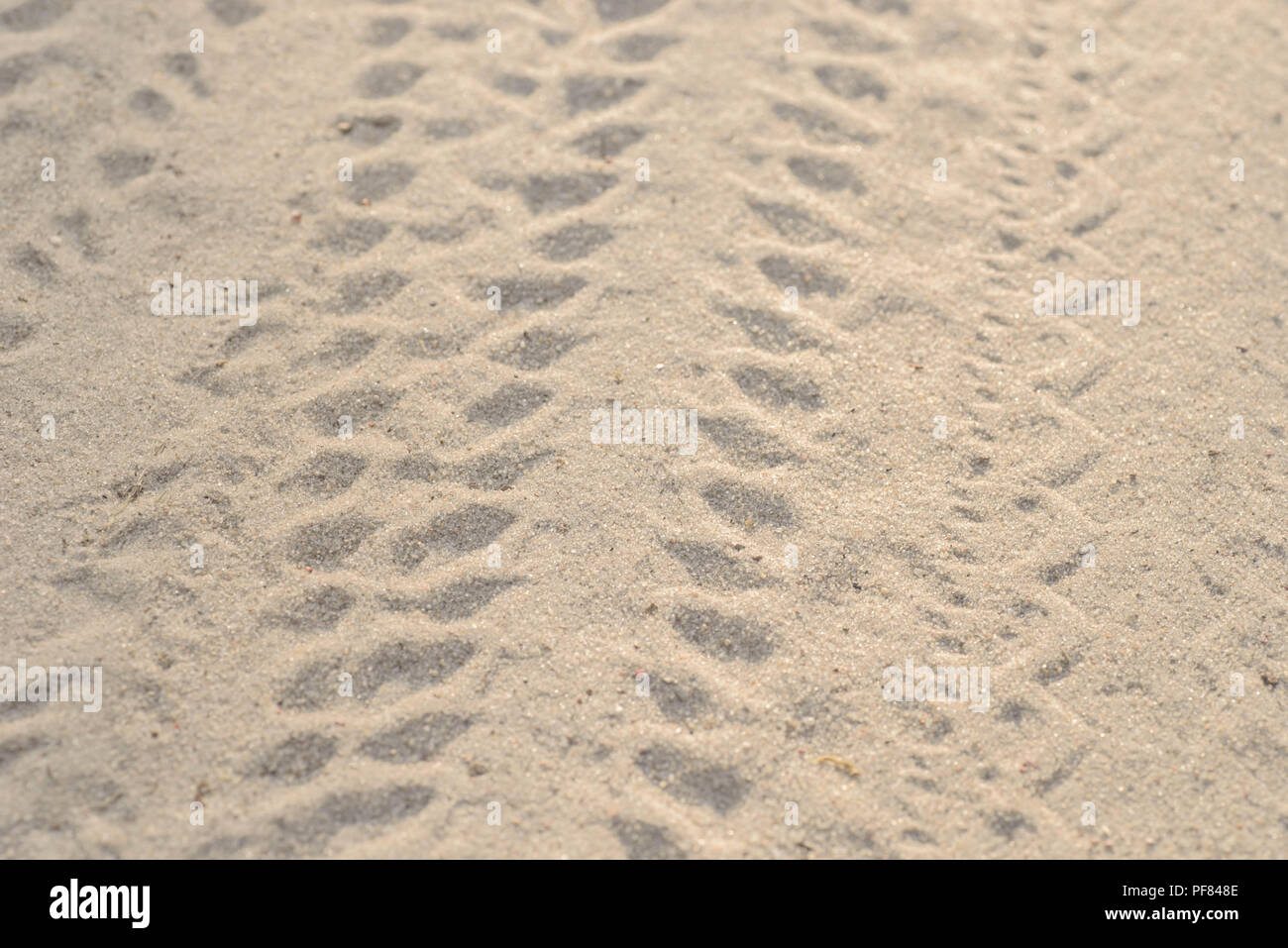 Ruote di bicicletta impronta del pneumatico in sabbia closeup Foto Stock
