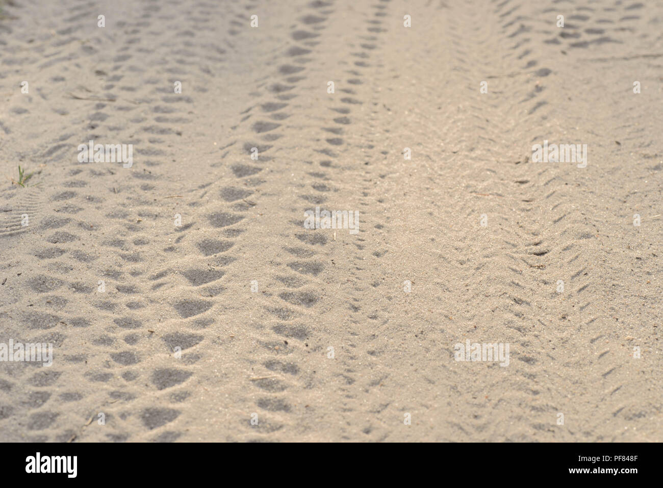 Ruote di bicicletta impronta del pneumatico in sabbia closeup Foto Stock