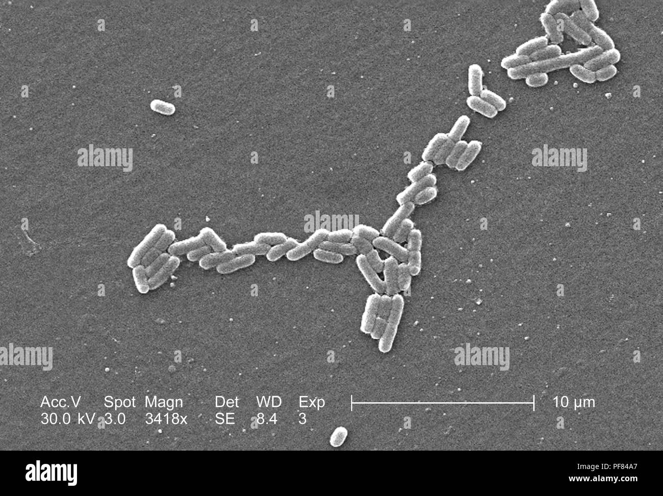 Gram-negativi Batteri Escherichia coli del ceppo O157:H7, ha rivelato nel 3418x di scansione ingrandita al microscopio elettronico (SEM) immagine, 2006. Immagine cortesia di centri per il controllo delle malattie (CDC) / Nazionale Escherichia, Shigella, Vibrio unità di riferimento presso la CDC. () Foto Stock