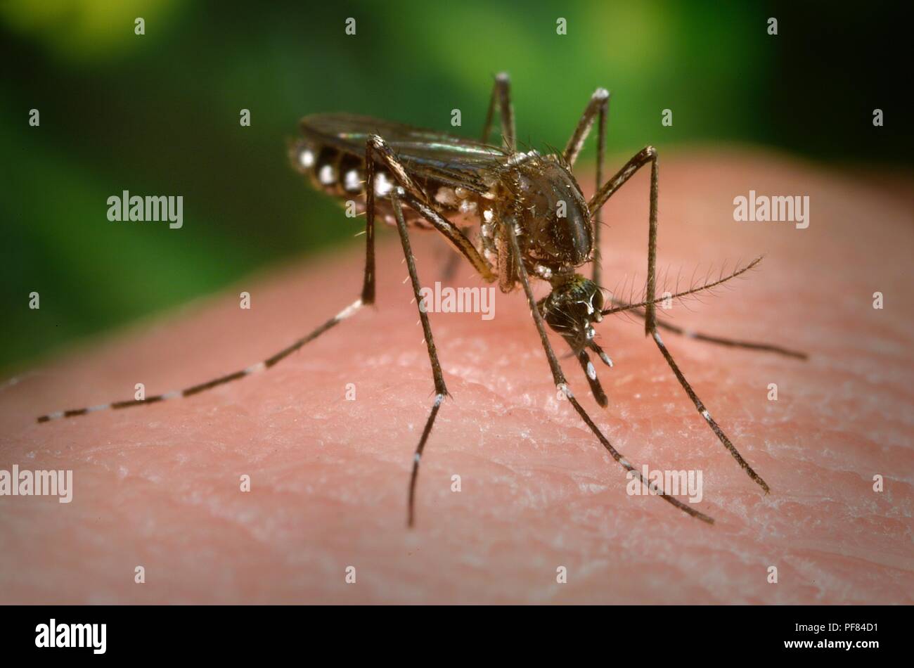 Femmine Aedes aegypti mosquito nel processo di cercare un sito penetrabili sulla superficie della pelle dell'ospite umano, 2006. Immagine cortesia di centri per il controllo delle malattie (CDC) / James Gathany. () Foto Stock