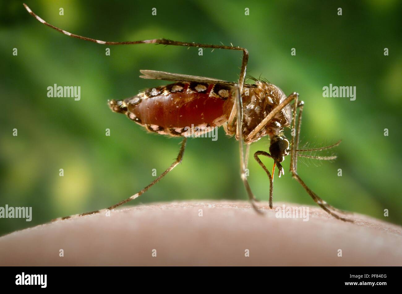 Femmine Aedes aegypti mosquito alimentazione su una mano umana, congestioni con sangue, 2006. Immagine cortesia di centri per il controllo delle malattie (CDC) / James Gathany. () Foto Stock