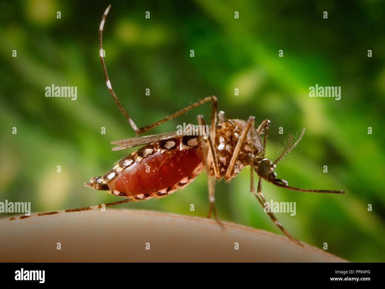 Femmine Aedes aegypti mosquito, congestioni con sangue, battenti dal suo ospite umano, 2006. Immagine cortesia di centri per il controllo delle malattie (CDC) / James Gathany. () Foto Stock