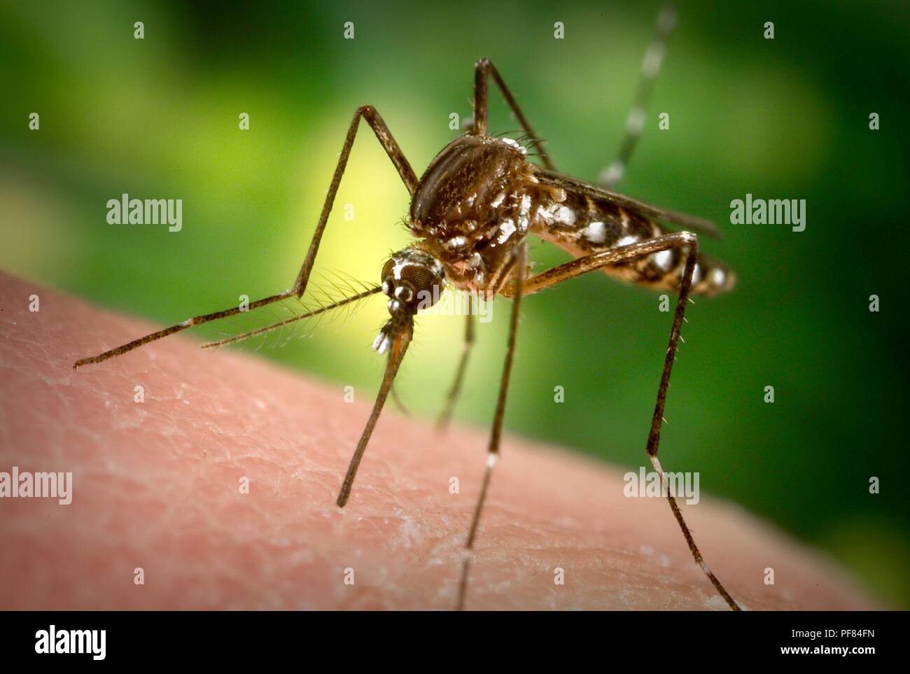 Femmine Aedes aegypti mosquito nel processo inserendo il suo fascicolo attraverso la superficie della pelle dell'ospite umano, 2006. Immagine cortesia di centri per il controllo delle malattie (CDC) / James Gathany. () Foto Stock