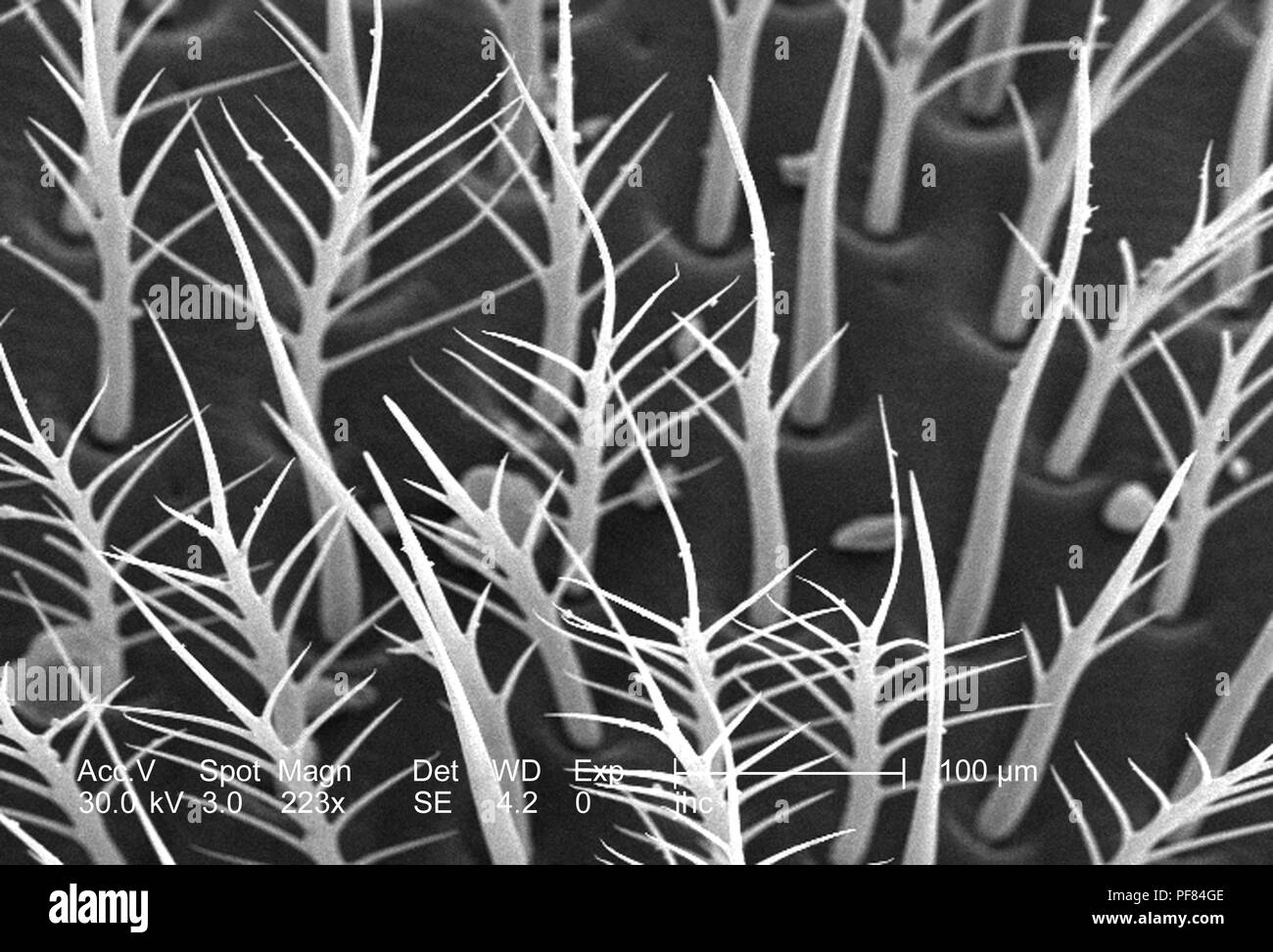 Exoskeletal superficie di un non ben identificato di colore verde trovato insetti in Decatur, Georgia, ha rivelato nel 223x di scansione ingrandita al microscopio elettronico (SEM) immagine, 2006. Immagine cortesia di centri per il controllo delle malattie (CDC) / Janice Haney Carr. () Foto Stock