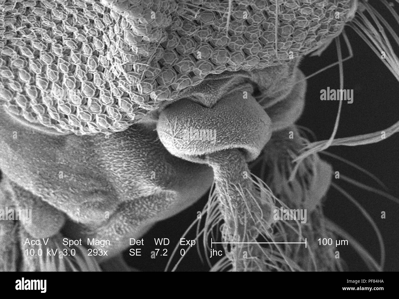 Caratteristiche morfologiche sulla superficie exoskeletal di Anopheles dirus zanzare antenna pedicel, rivelata in 293x di scansione ingrandita al microscopio elettronico (SEM) immagine, 2006. Immagine cortesia di centri per il controllo delle malattie (CDC) / Dr Paolo Howell. () Foto Stock