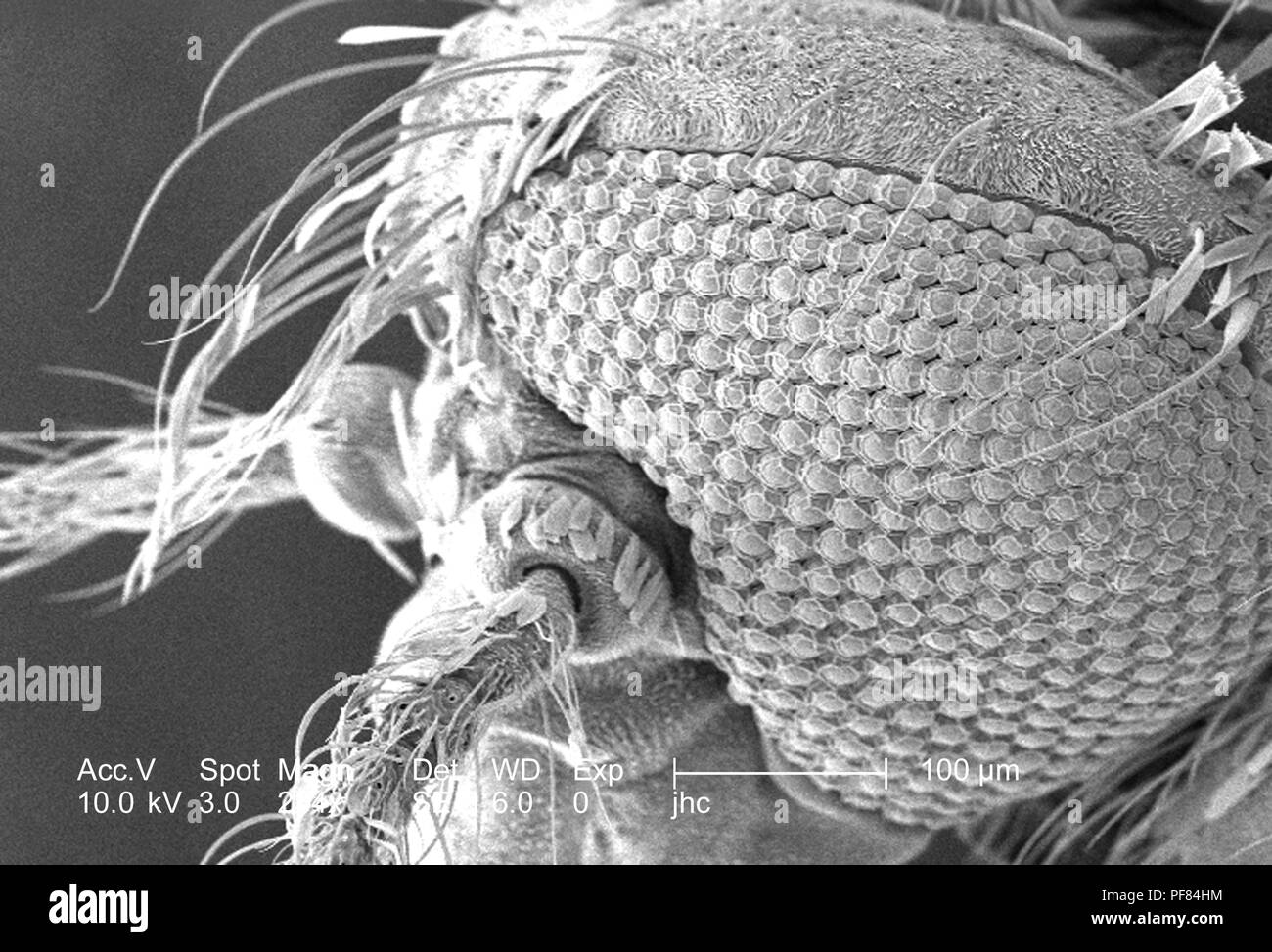 Ultrastrutturali morfologiche caratteristiche di superficie della testa di un Anopheles gambiae zanzara, rivelato nella 234x di scansione ingrandita al microscopio elettronico (SEM) immagine, 2006. Immagine cortesia di centri per il controllo delle malattie (CDC). () Foto Stock
