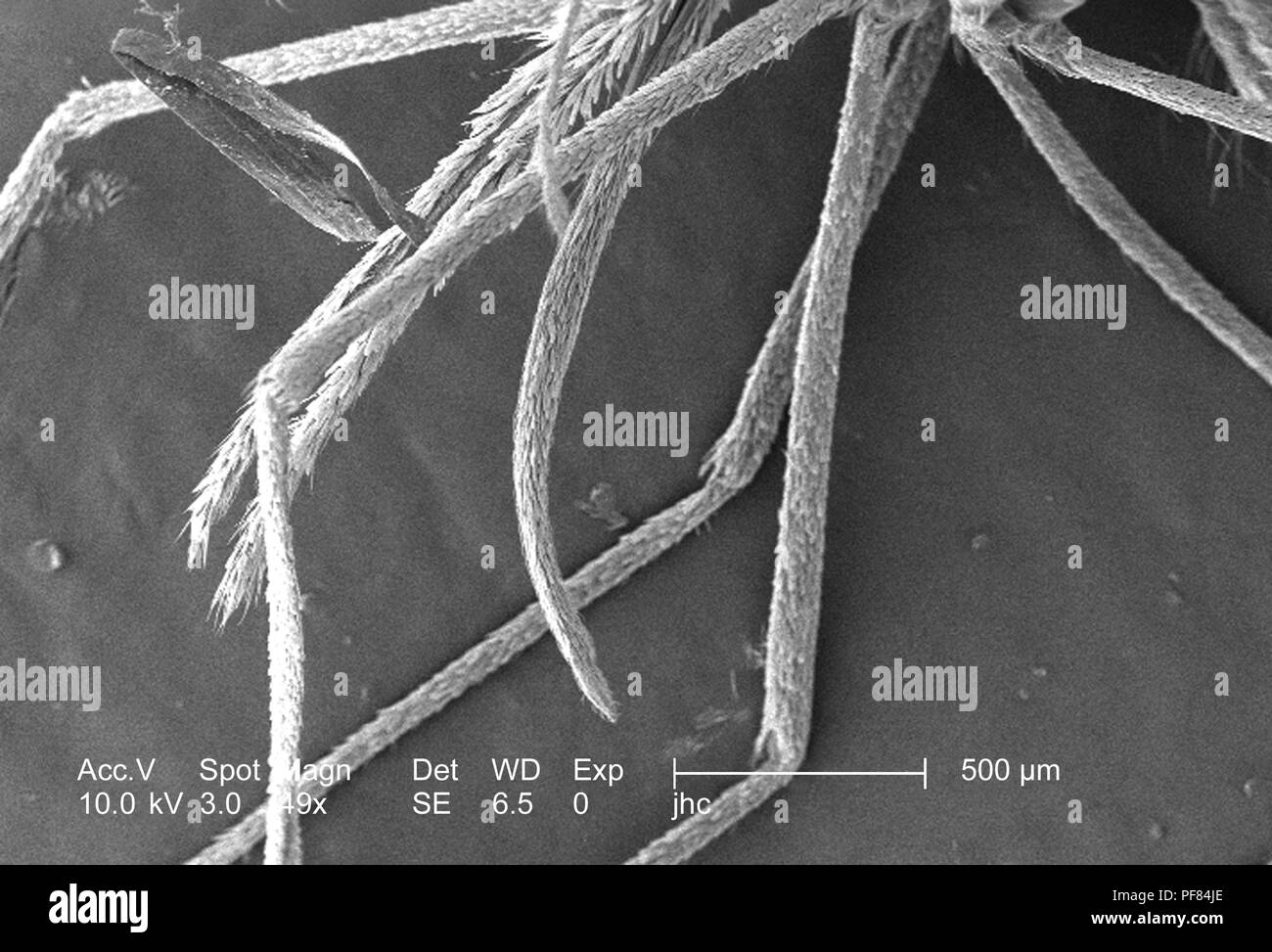 Caratteristiche morfologiche di un Anopheles gambiae zanzara, rivelato nella 49x di scansione ingrandita al microscopio elettronico (SEM) immagine, 2006. Immagine cortesia di centri per il controllo delle malattie (CDC) / Dr Paolo Howell. () Foto Stock