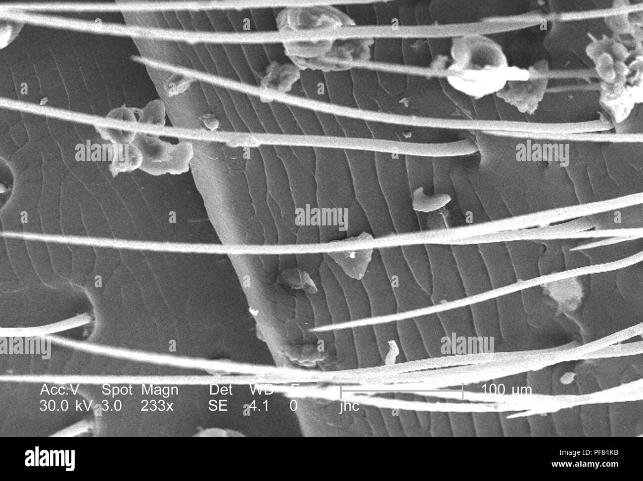 Ultrastrutturali caratteristiche morfologiche sulla superficie ventrale del maschio carpenter bee di addome (Xylocopa virginica) trovato in Decatur, Georgia, raffigurato nella 233x di scansione ingrandita al microscopio elettronico (SEM) immagine, 2006. Immagine cortesia di centri per il controllo delle malattie (CDC) / Janice Carr, Oren Mayer. () Foto Stock