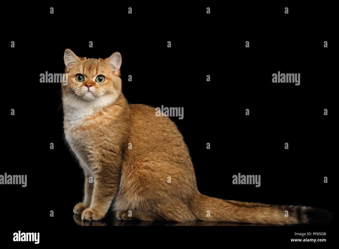 Un peloso razza britannica Cat oro colori Chinchilla seduto e cercando nella fotocamera, isolato sfondo nero, vista laterale Foto Stock