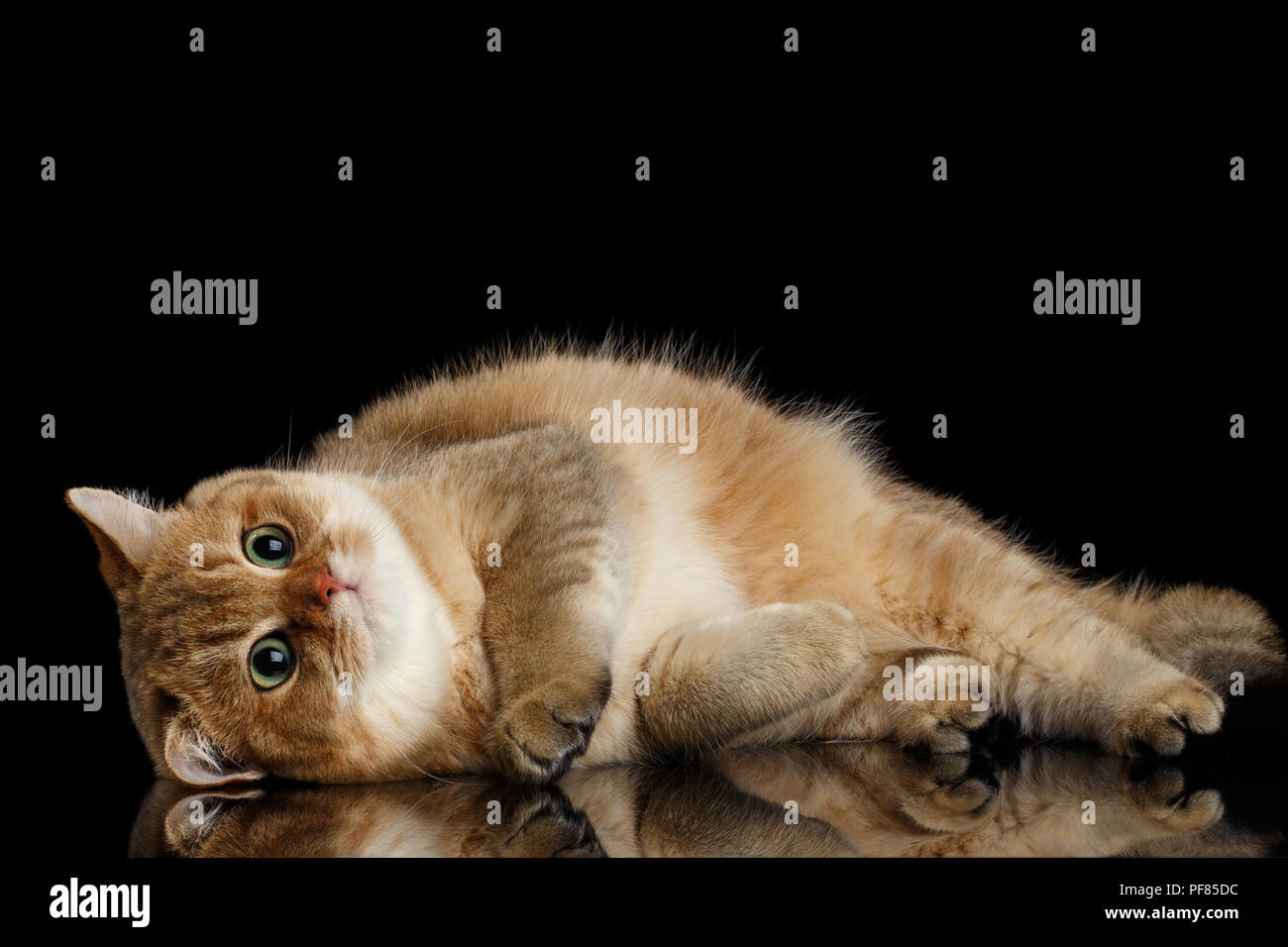 Lazy razza britannica Cat oro colori Chinchilla giacenti e cercando nella fotocamera, isolato sfondo nero, vista frontale Foto Stock
