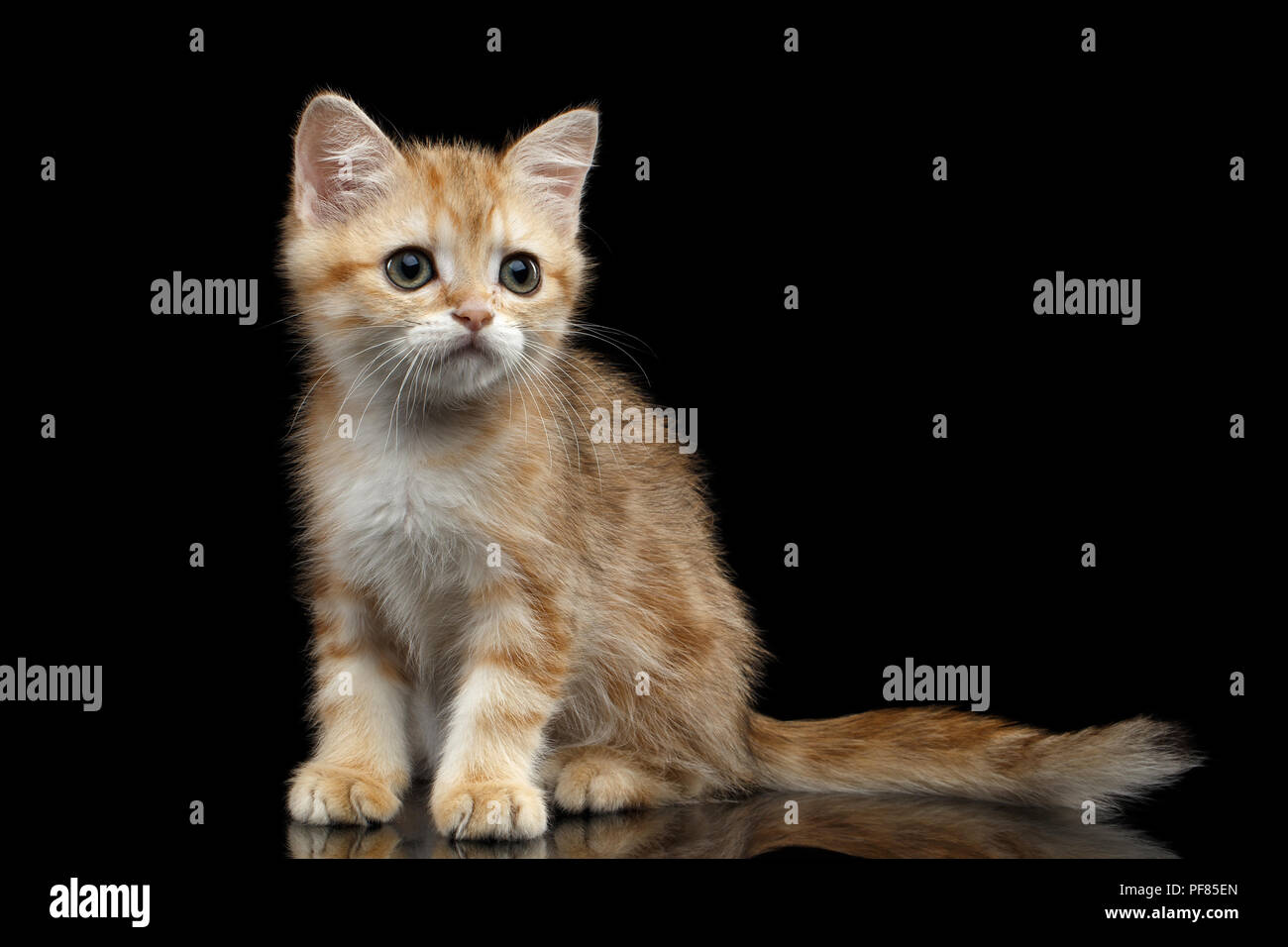 Carino razza britannica Kitty oro Chinchilla colore con tabby, seduto isolato su sfondo nero con la riflessione, vista frontale Foto Stock