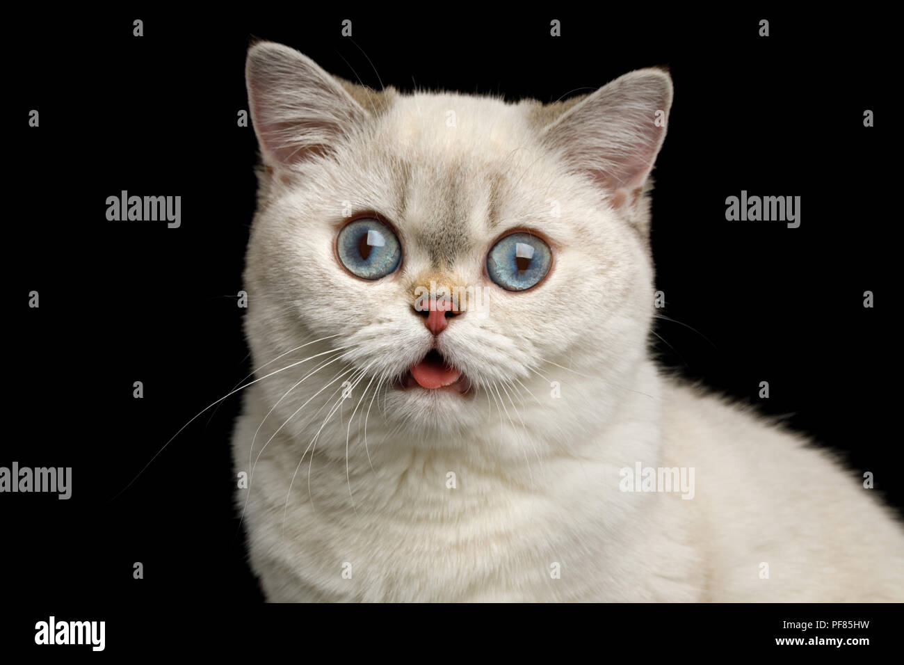 Stupido Ritratto di razza britannica Cat di colore bianco con gli occhi blu, guardare nella telecamera con bocca aperta isolata su sfondo nero, vista frontale Foto Stock
