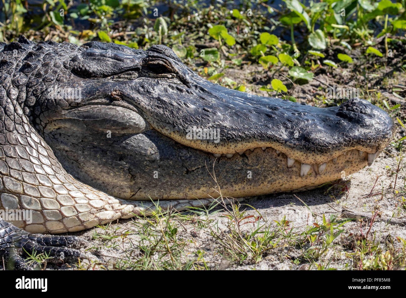 Il coccodrillo enorme in un parco statale in Florida Foto Stock