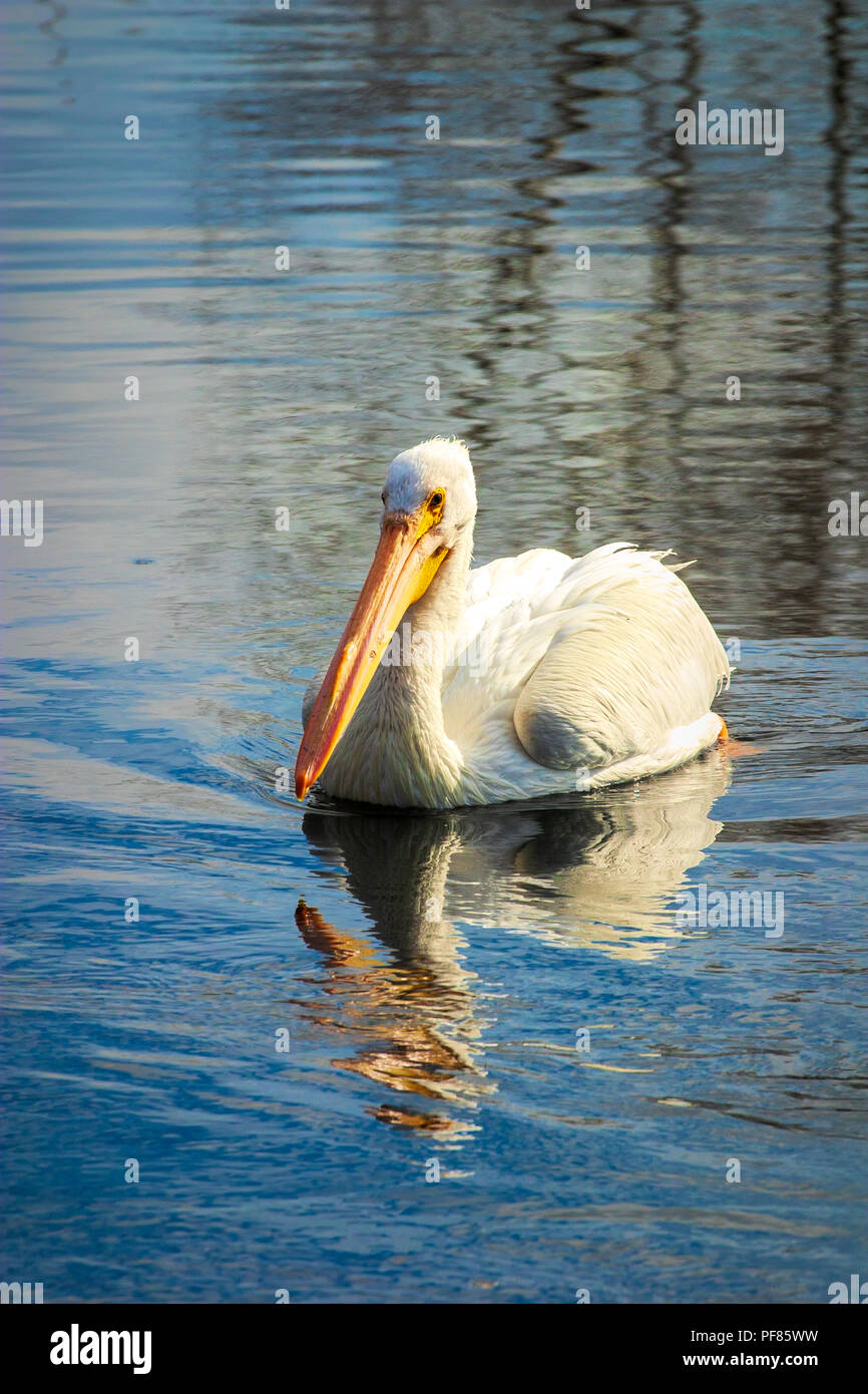 White Pelican - Pelecanus erythrorhynchos Foto Stock