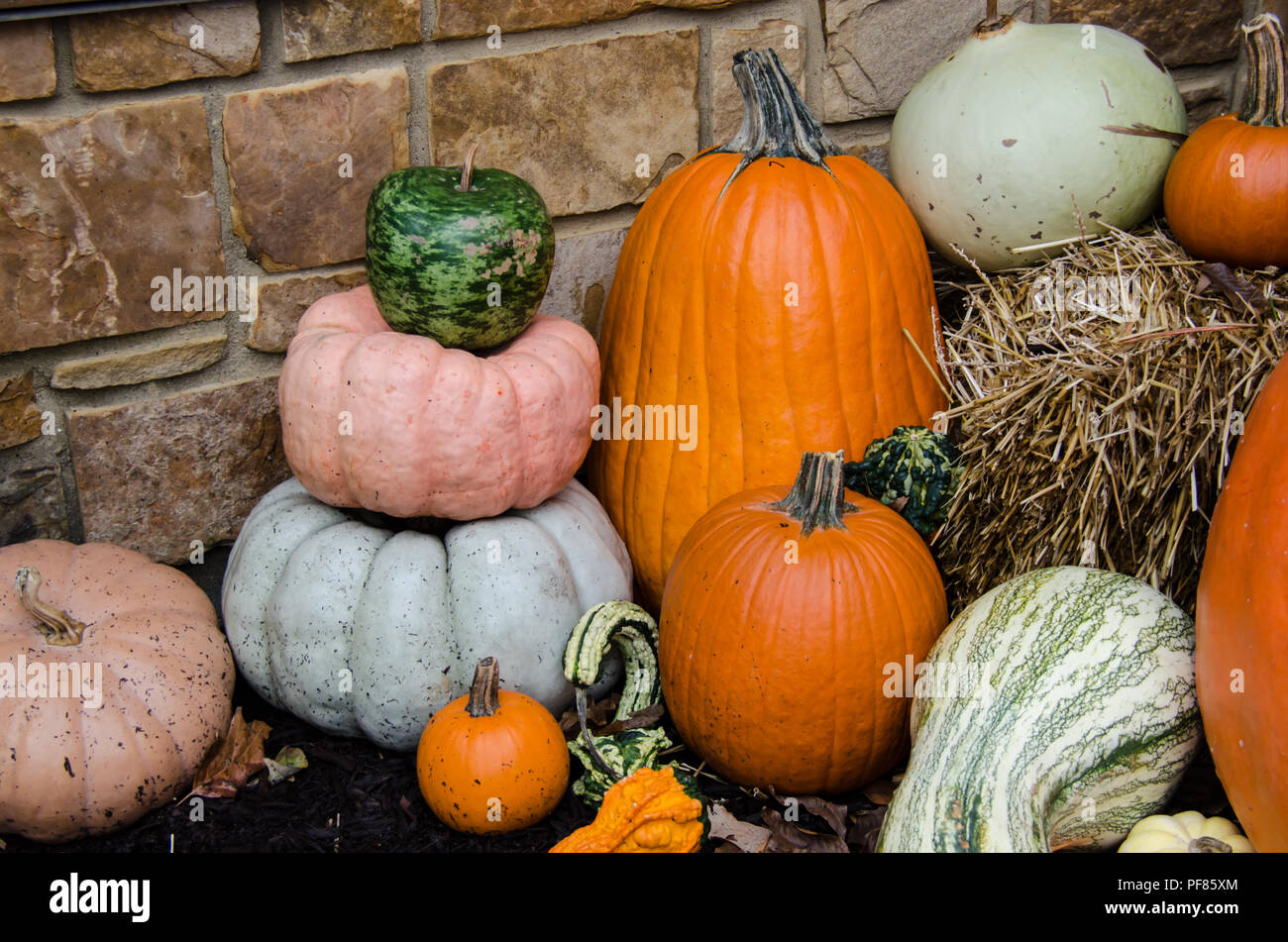 Autunno stagionali di zucca e squash display. Celebrare Autumn Fall Holiday di Halloween, Ringraziamento o Harvest Festival. Bellissimo display rustico. Foto Stock