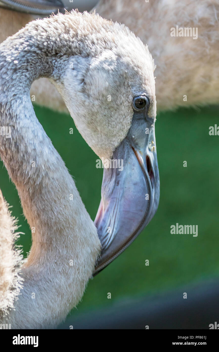 Bambino fenicottero maggiore - Phoenicopterus roseus - Captive campione Foto Stock