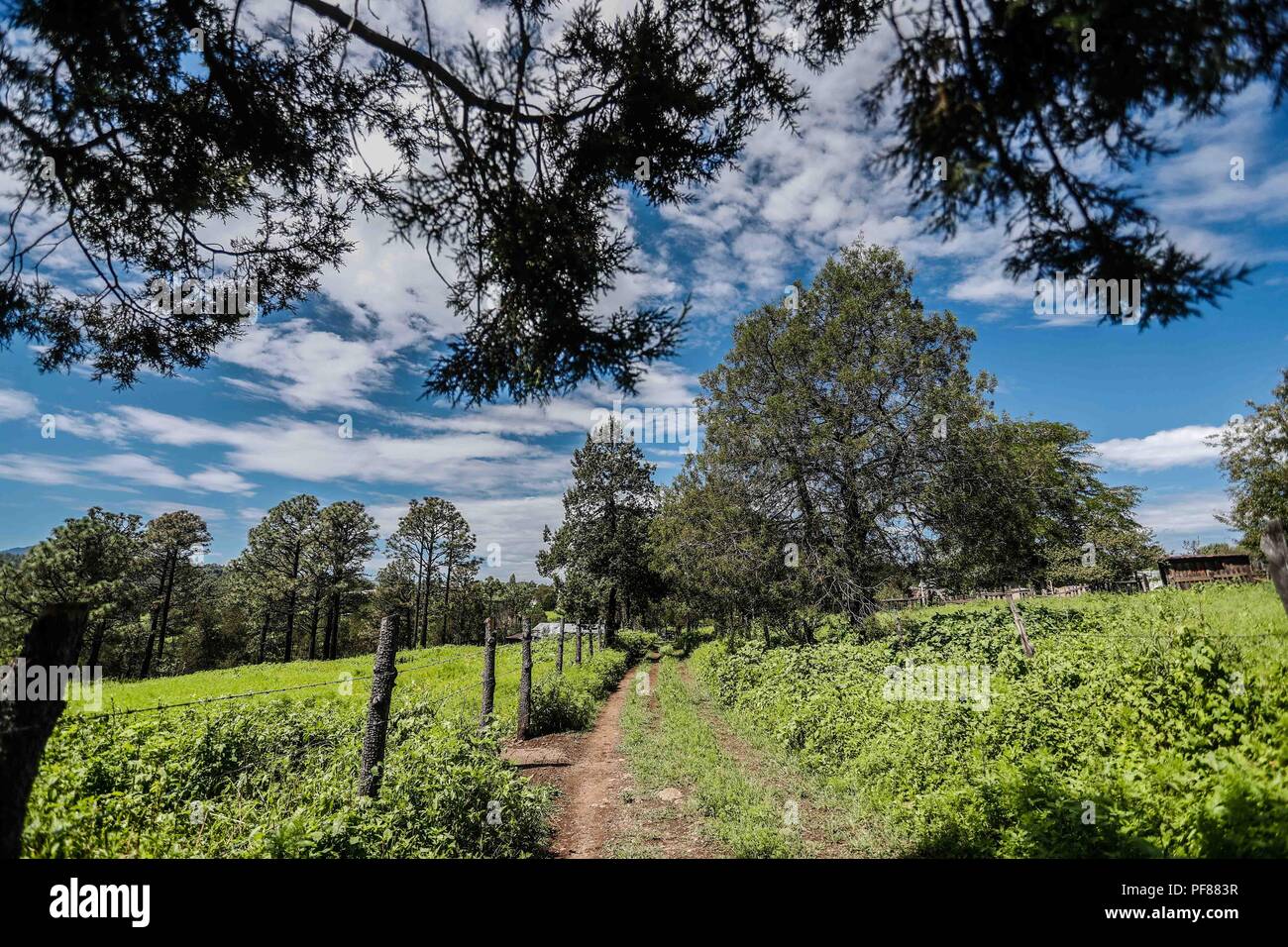 Camino de terraceria y Pinos en el pueblo Mesa Tres Rios, Sonora. Strada sterrata e alberi di pino nel villaggio di Mesa Tres Rios, Sonora. ........... Expedición scoperta Madrense de GreaterGood ORG que recaba datos que sirven como información de referencia para entender mejor las Relaciones biológicas del Archipiélago Madrense y se usan para proteger y conservar las tierras vírgenes de las Islas Serranas Sonorenses. Expedición binacional aye une un colaboradores de México y Estados Unidos con experiencias y especialidades de las Ciencias biológicas variadas, con la intención de aprender lo Foto Stock