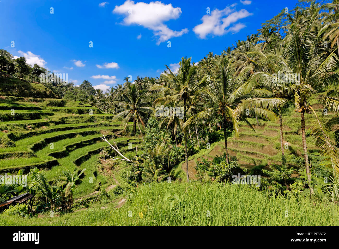 Tegalalang terrazze di riso a Bali Foto Stock