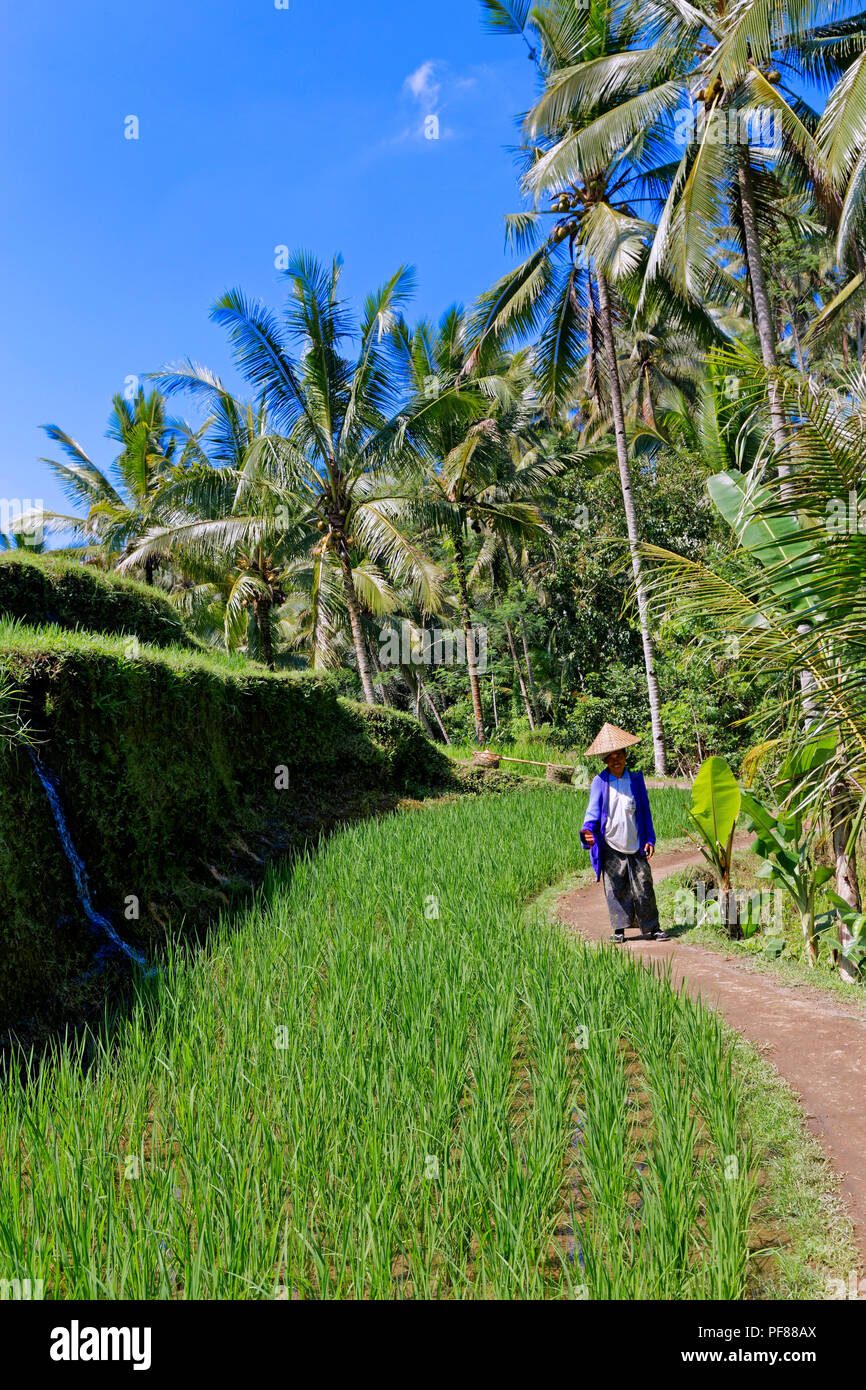 Tegalalang terrazze di riso a Bali Foto Stock