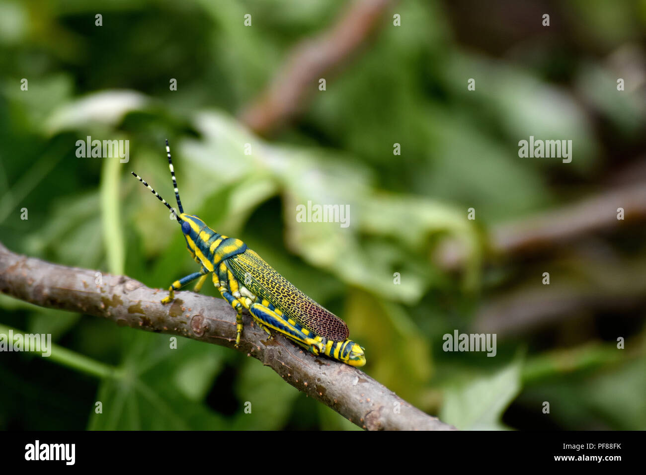 Grasshopper dipinta su un ramo. Foto Stock