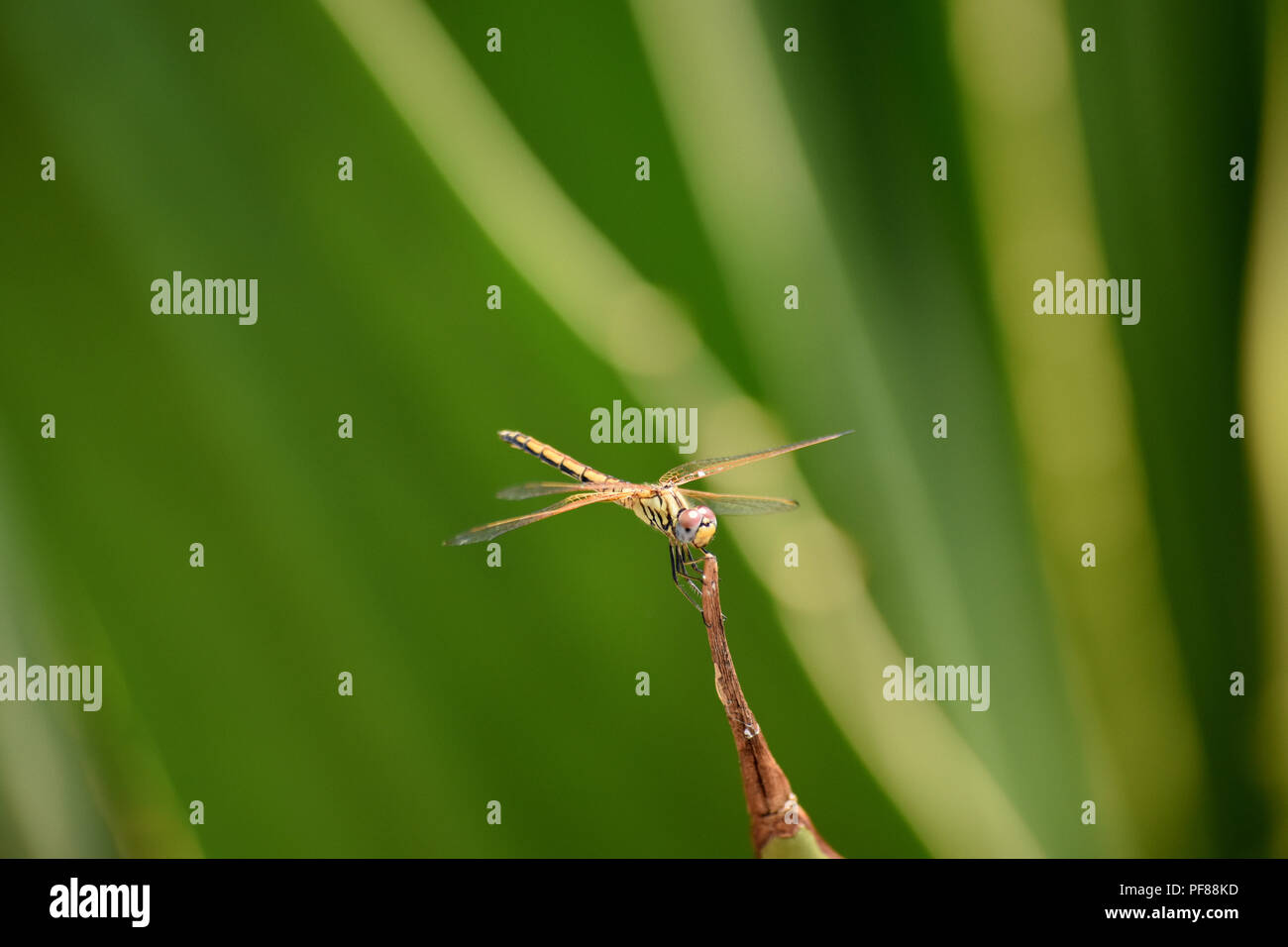 Giallo-striped hunter dragonfly. Foto Stock