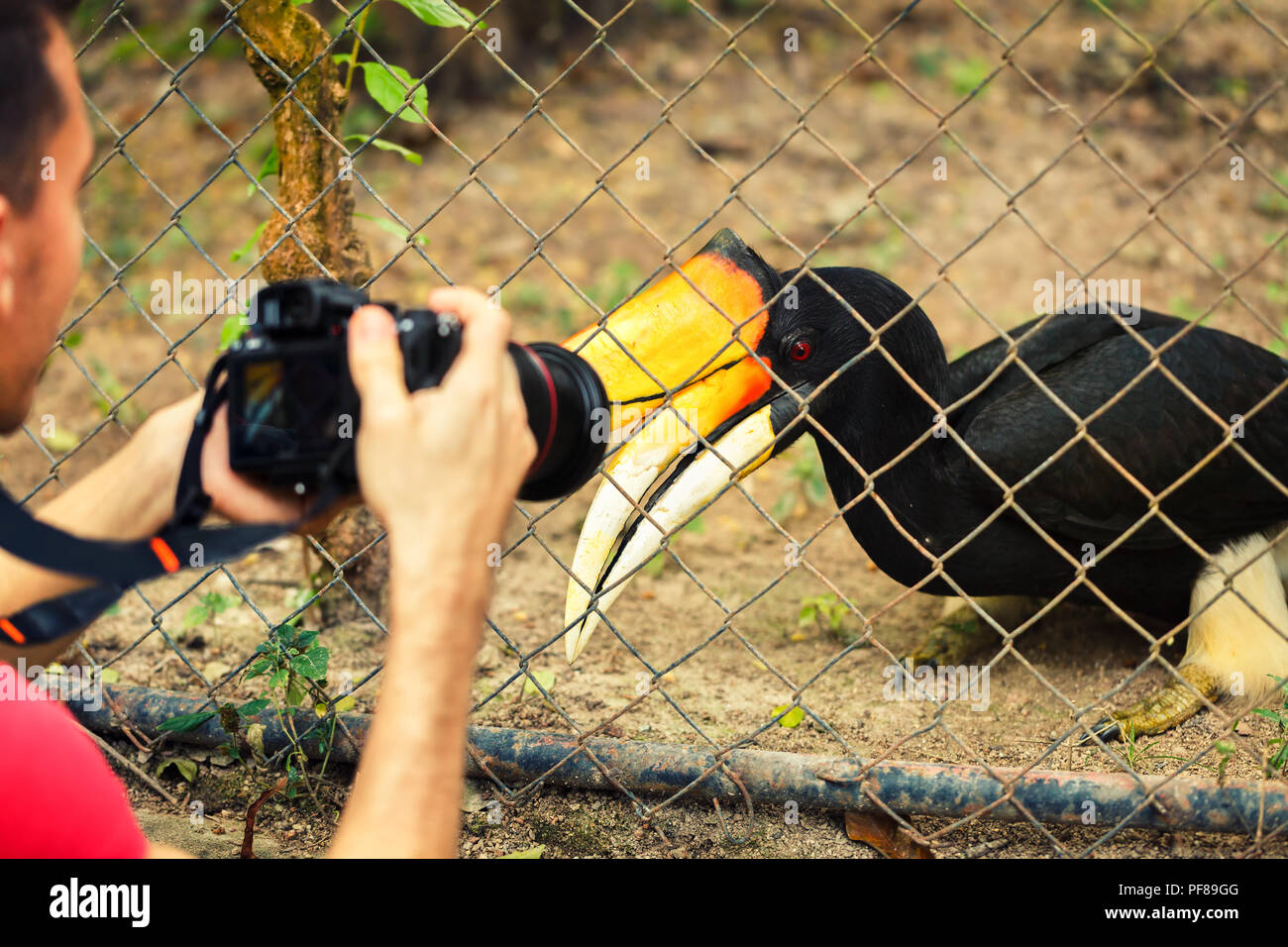 Giovane fotografo l uomo si prende una foto di una grande hornbill conosciuto anche come il grande hornbill indiano o grande pied hornbill Foto Stock