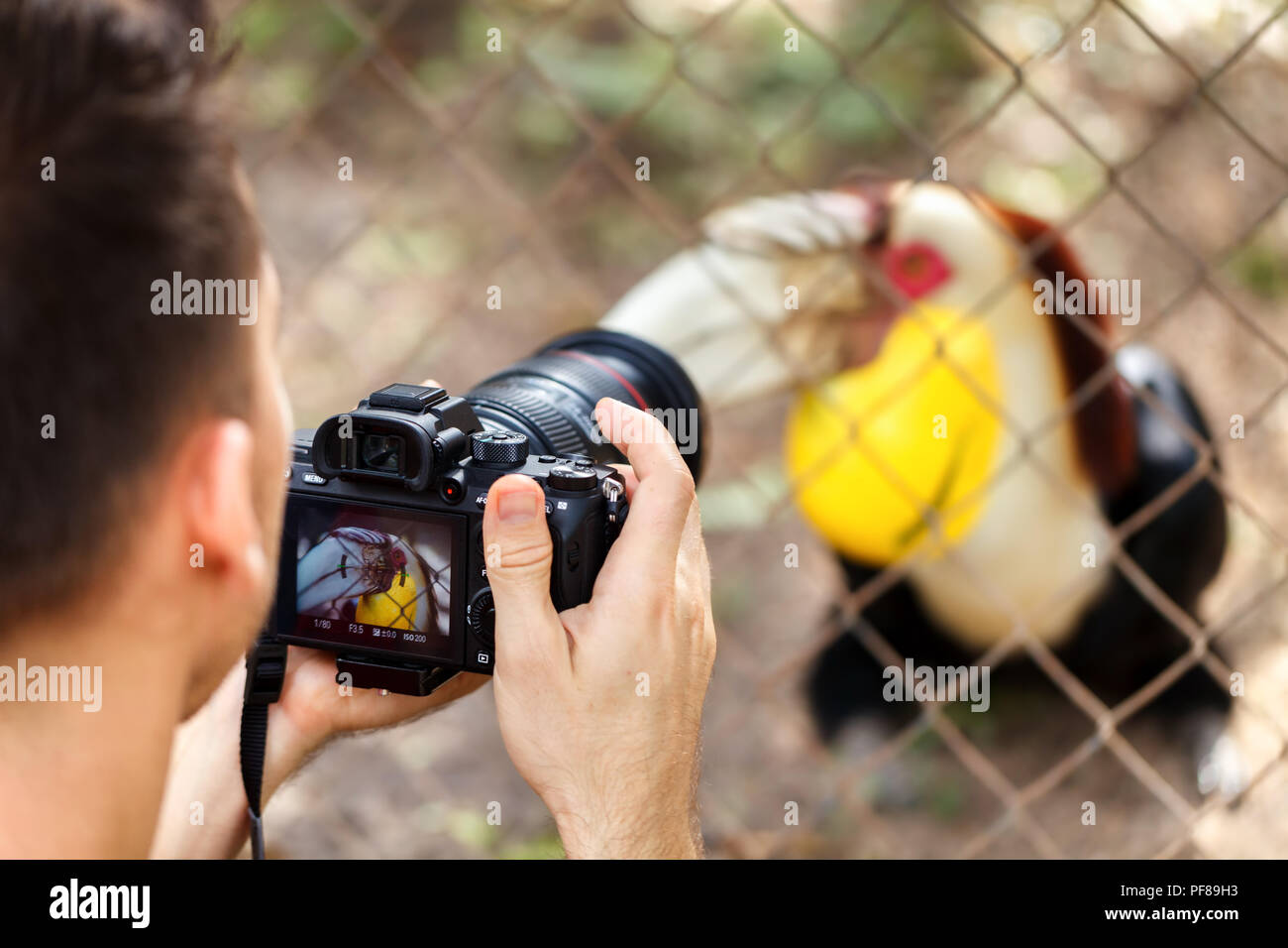 Grande hornbill indiano o grande pied hornbill Foto Stock
