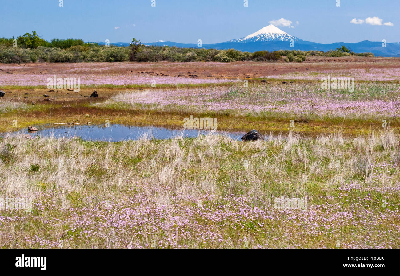 Stagionale piscine primaverile e fiori di campo sulla tavola inferiore altopiano di roccia nel sud della Oregon con mt mcloughlin in background Foto Stock