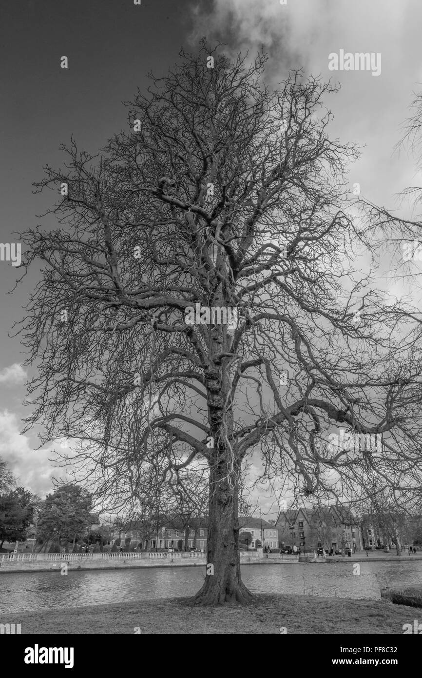 Bedford fiume albero 1 Foto Stock