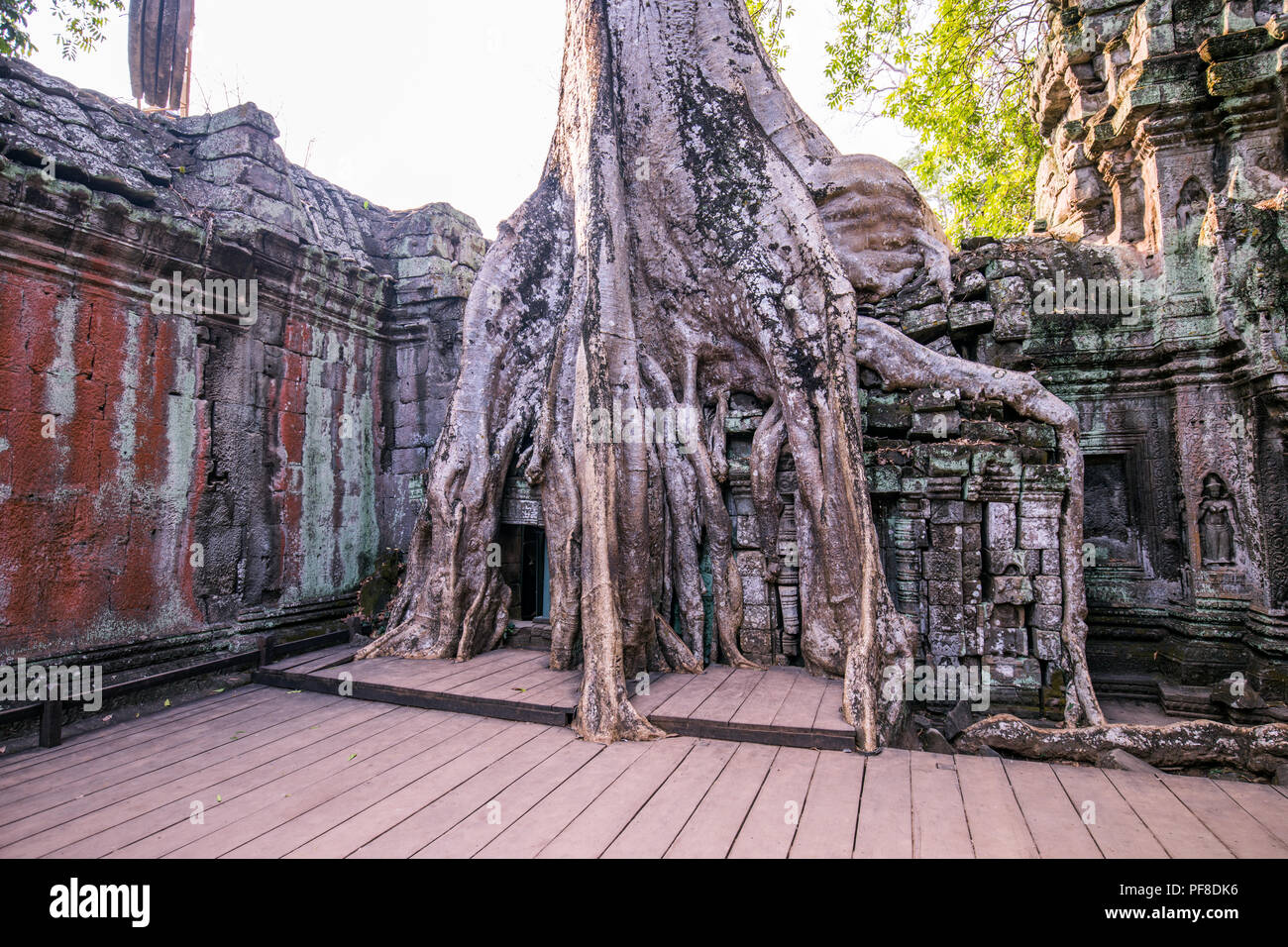 Un vecchio tempio in Cambogia piena di piani e alberi cresciuti su Foto Stock