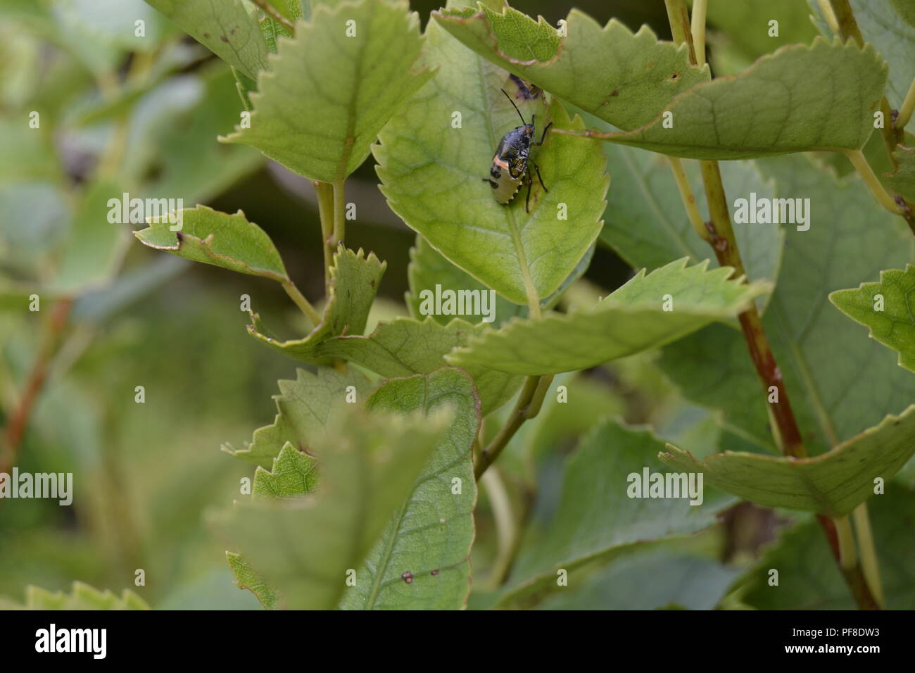 Piccolo insetto su una foglia pianta verde bug Foto Stock