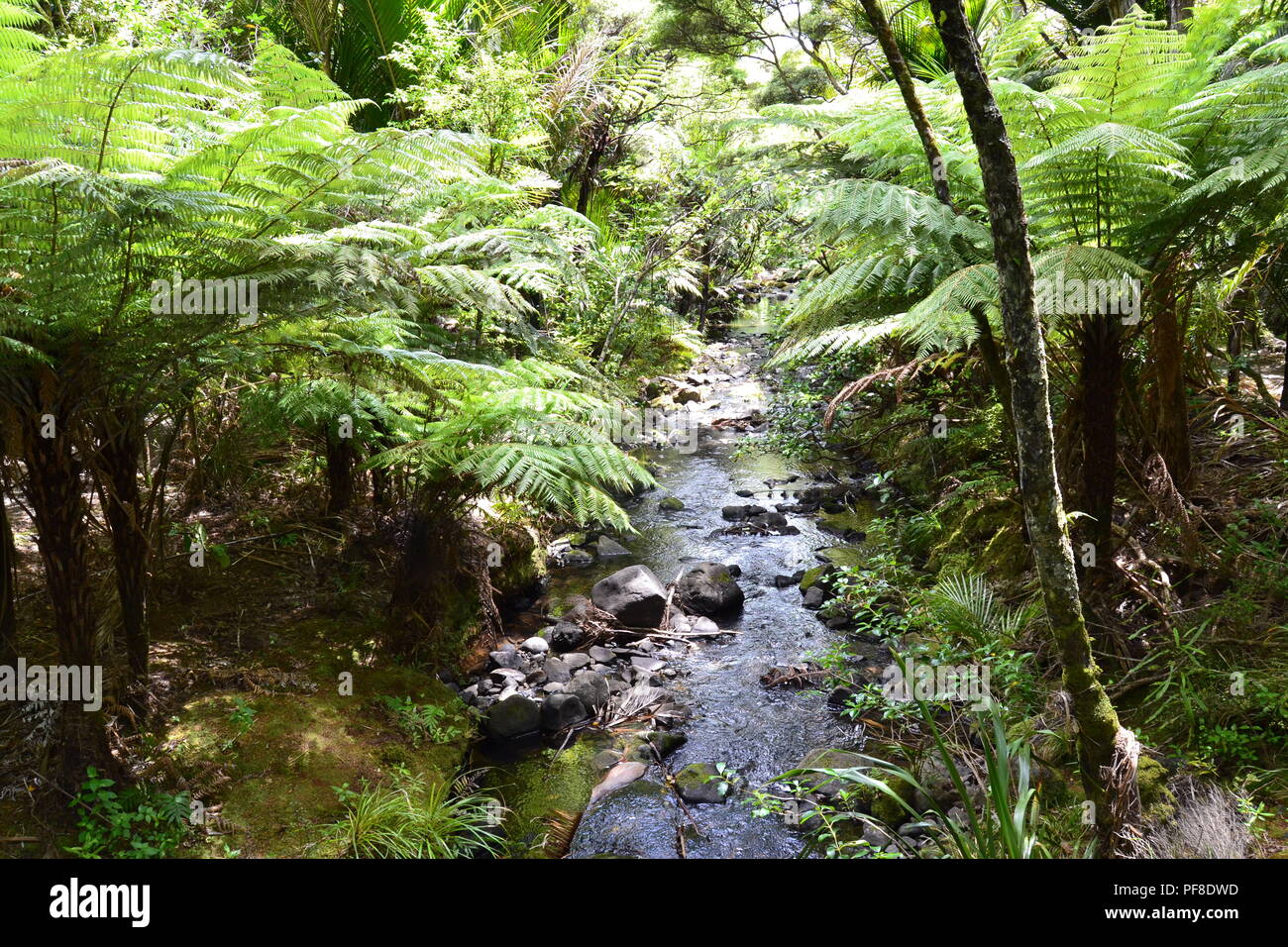 Il fiume selvaggio nella foresta nuova zelanda acqua foglia verde Foto Stock