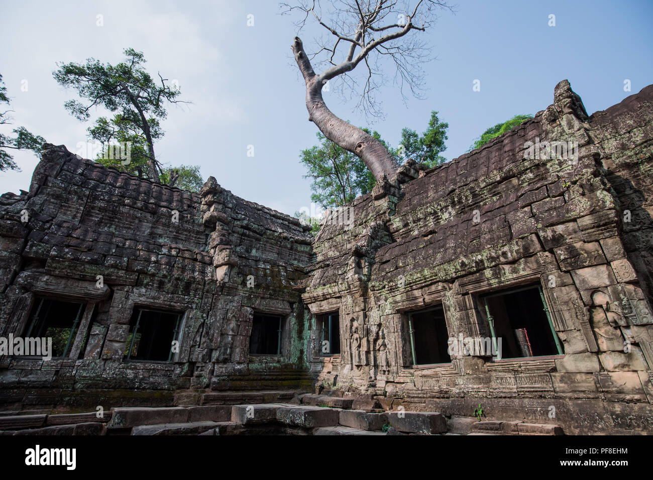 Un vecchio tempio in Cambogia piena di piani e alberi cresciuti su Foto Stock