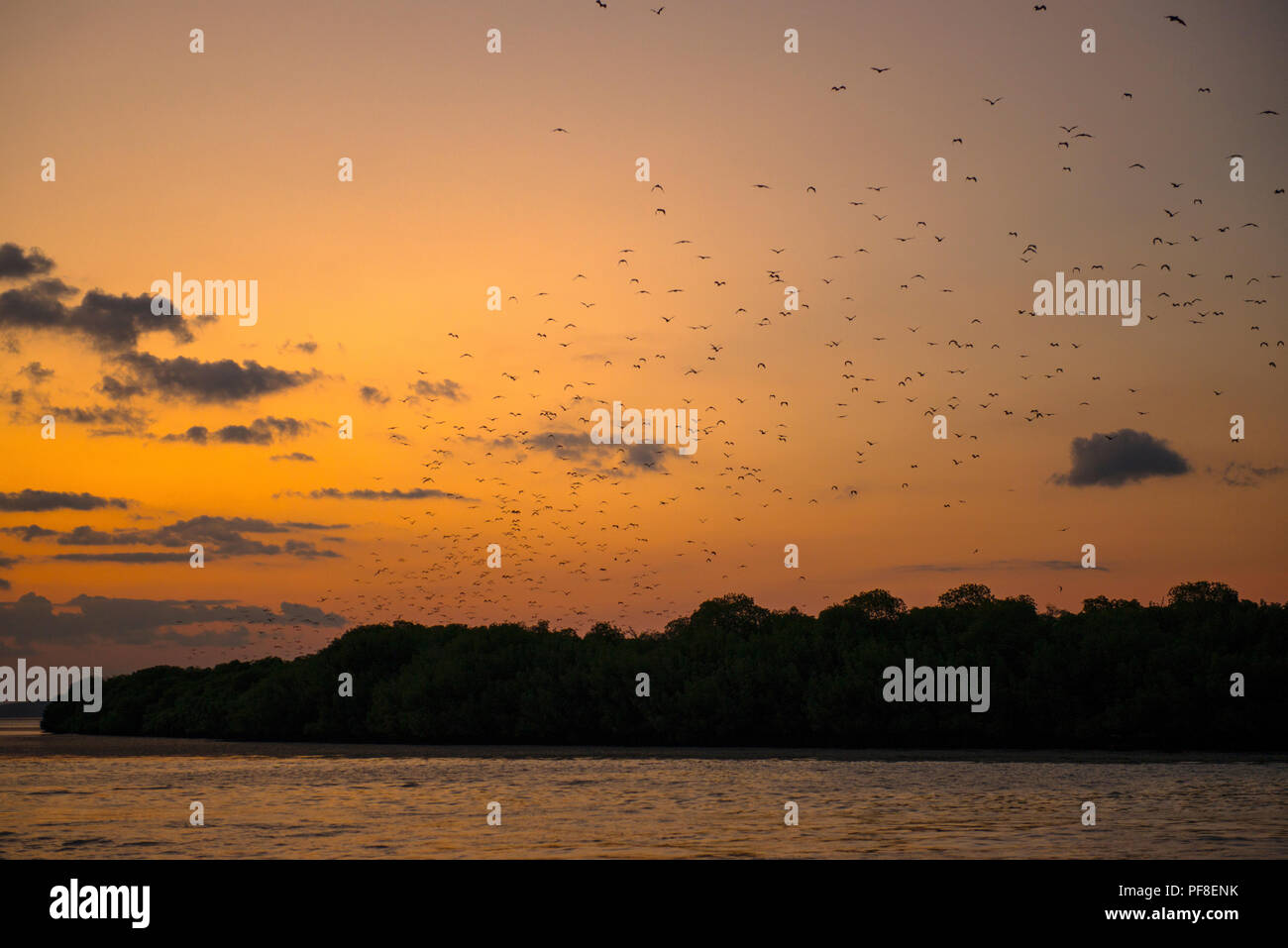 Silhouette di centinaia di volpi volanti sorvolano una foresta di mangrovie al tramonto, nel Parco Nazionale di Komodo, Indonesia Foto Stock