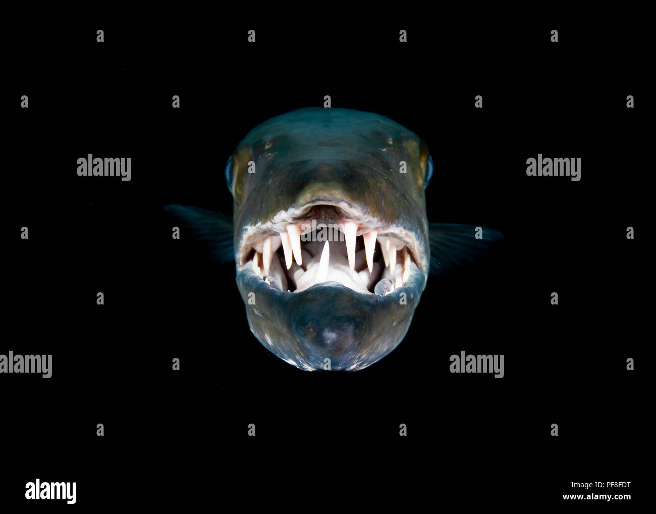 Un grande barracuda (Sphyraena barracuda) molto vicino, di fronte alla telecamera, che mostra i suoi denti affilati, con uno sfondo nero. Tulamben, Bali, Indonesia Foto Stock