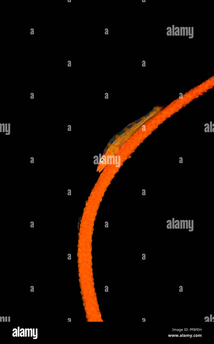 Un arancione corallo a frusta, con una frusta di orange coral ghiozzo (Bryaninops yongei) in appoggio su di esso, contro uno sfondo nero. Seraya, Bali, Indonesia. Foto Stock