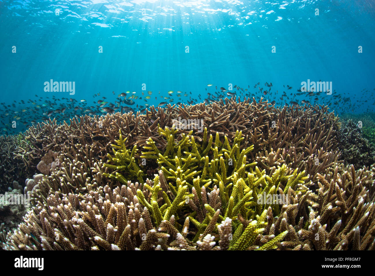 Disco Acropora Coral reef, pesce & sun travi in acque poco profonde a Sipadan Island, Sabah Malaysian Borneo Foto Stock