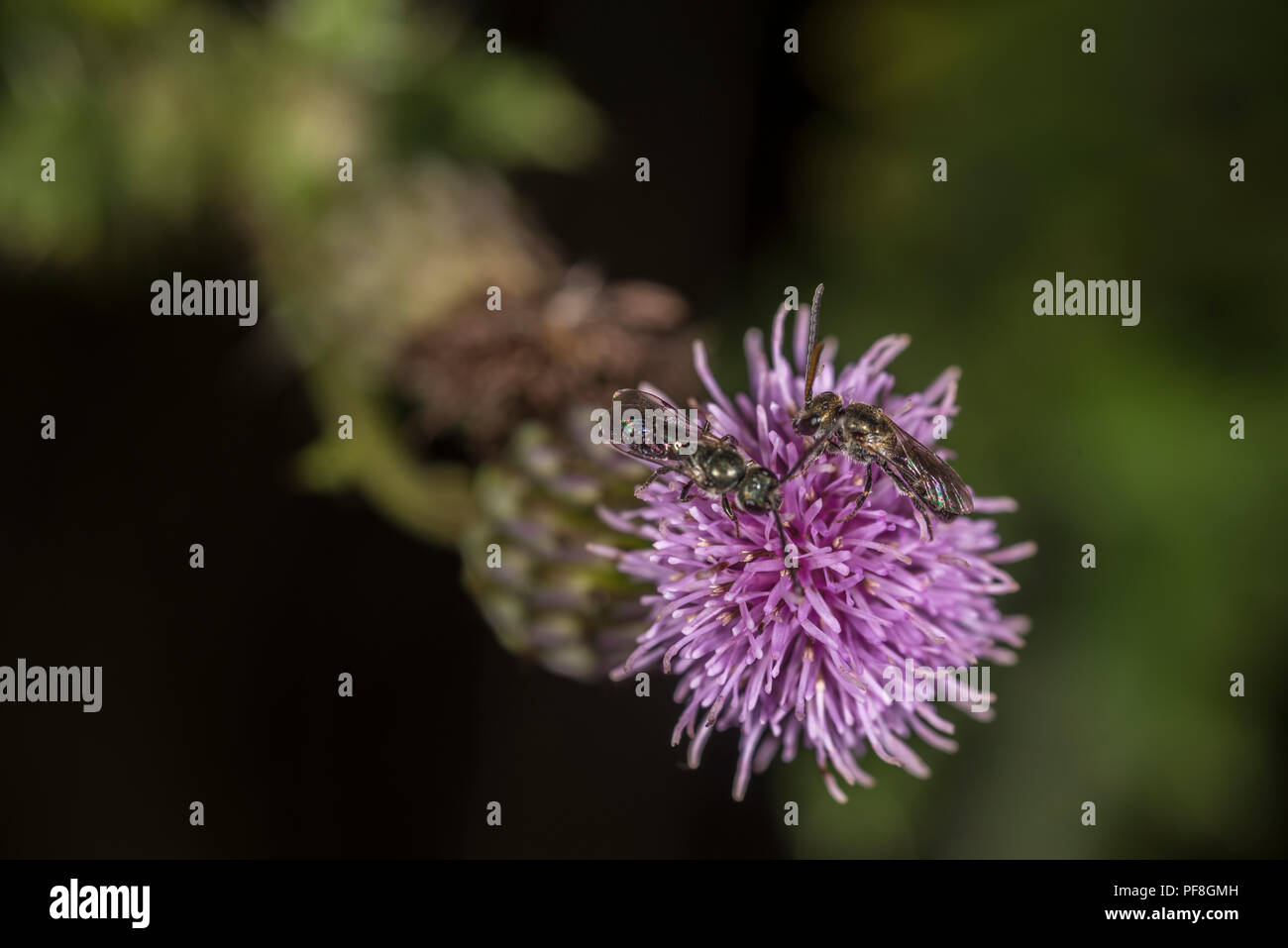 Due beetle-uccisione vespe su la gemma di un fiore viola Foto Stock