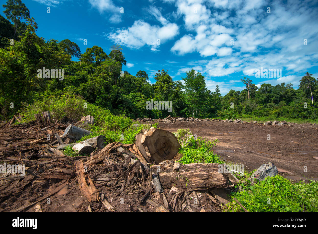 Legname di foresta pluviale & disboscata a Deramakot, Sabah Malaysian Borneo Foto Stock