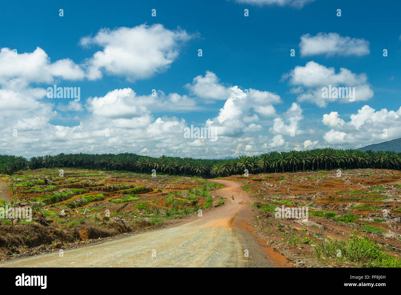 Impatto della deforestazione - disboscata e palme da olio piantagione nei pressi Telupid, Sabah Malaysian Borneo Foto Stock