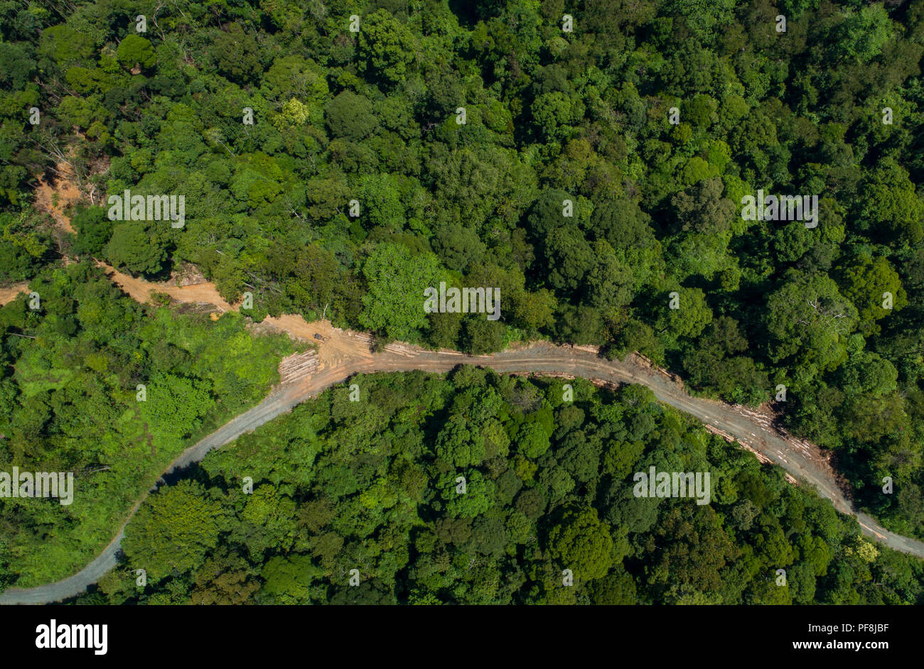 Una registrazione commerciale strada attraverso Deramakot riserva forestale, Sabah Malaysian Borneo Foto Stock