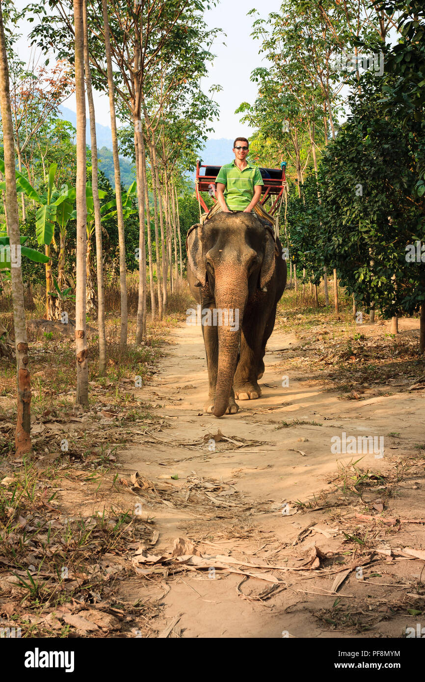 Travel Tourist Godetevi viaggio su elefante attraverso giungle tropicali Foto Stock