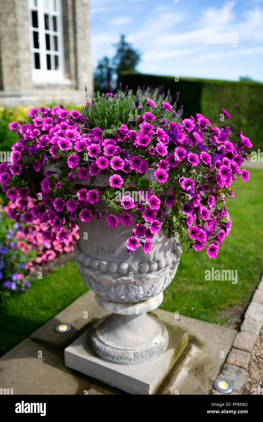Giardino decorativo urna ornamentali con rosa nelle petunie in un paese estate regno unito Foto Stock