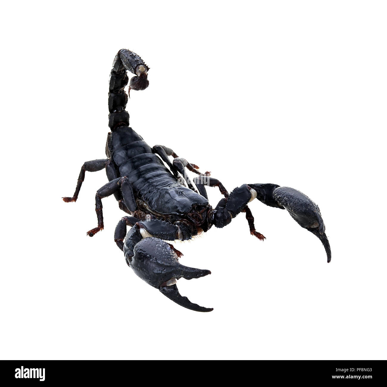 Scorpione nero su sfondo bianco, animali velenosi. Foto Stock