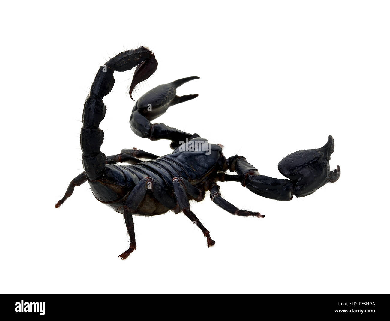 Scorpione nero su sfondo bianco, animali velenosi. Foto Stock