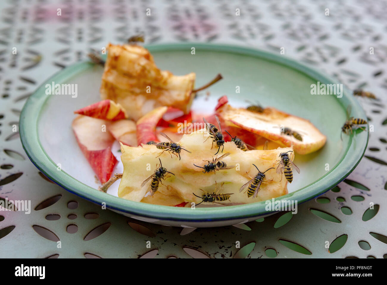 Un gruppo di vespe sociali - Vespula germanica - alimentazione all'aperto su apple left overs sul tavolo. Foto Stock