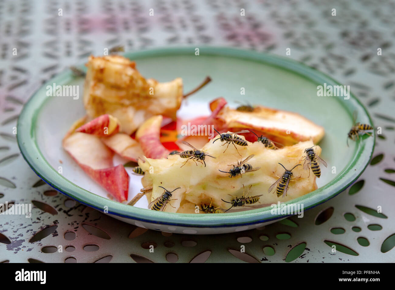 Un gruppo di vespe sociali - Vespula germanica - alimentazione all'aperto su apple left overs sul tavolo. Foto Stock