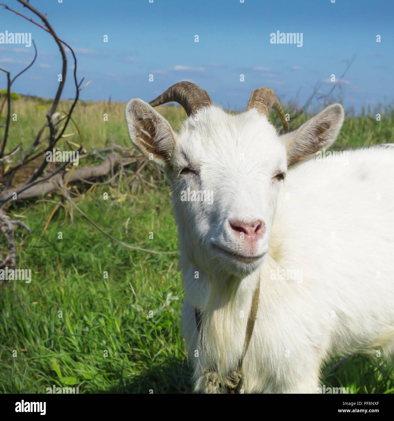Ritratto di bianco di capra adulti inerbimento su verde prato estivo Foto Stock