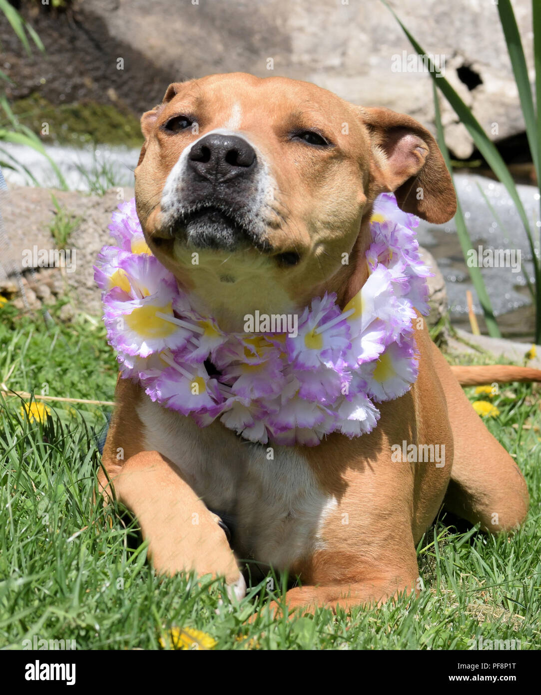 Cerca Pupish Foto Stock