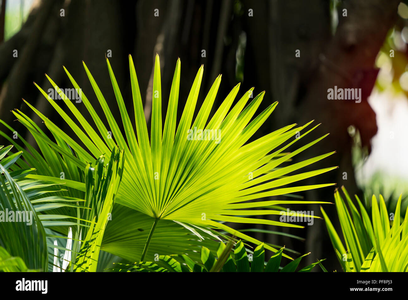 Livistona Rotundifolia palm,Borassus flabellifer. Foto Stock